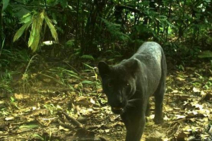 Вчені знайшли спосіб виявити чорні леопарди Вчені знайшли спосіб виявити чорні леопарди